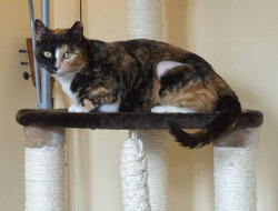 cats-27.jpg