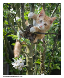 pinot-tree-4-web.jpg