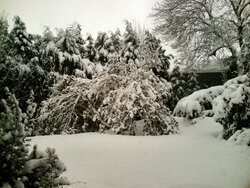 Gardeninsnow191209002.jpg