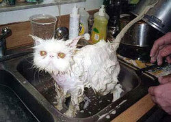 wet-cat.jpg