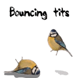BouncingTits.gif