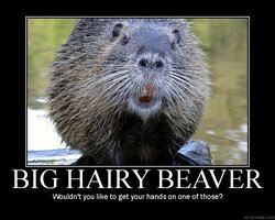 BigHairyBeaver.jpg