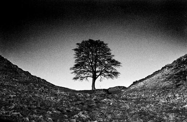 sycamore gap.jpg