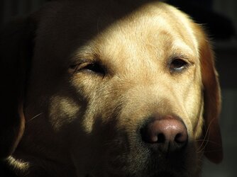 Snipe20march2011.JPG Snipe20march2011.JPG