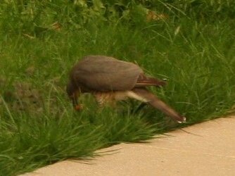 sparrowhawk.jpg