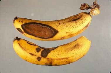 1_anthracnose_banana_fruit_1.jpg
