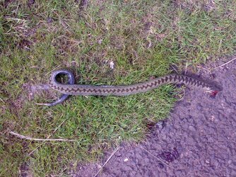Dead adder #1 Broadstruther 0808 (1).jpg