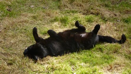 lazy puma.JPG