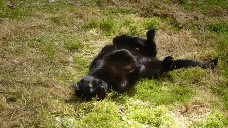 Puma rolling.JPG