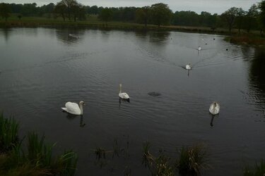 swans at tatton.JPG