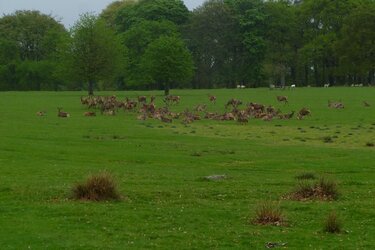 deer at tatton.JPG