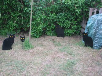 Cat Bird Scarer (1).jpg