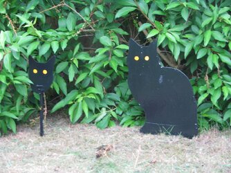 Cat Bird Scarer.jpg