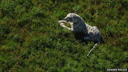 _52887245_tiger.jpg