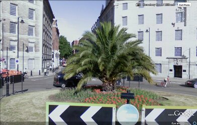 London palm tree.jpg