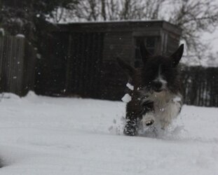 Jessie in the snow.jpg