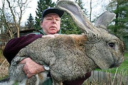 bigbunny.jpg