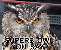 superb-owl1.jpg