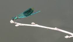 201107191705day12damselfly.jpg