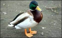 duck_270.jpg