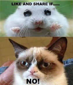 Funny-Hamsters-57.jpg
