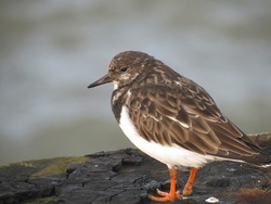 turnstone_4833_zpss23wwblr.jpg