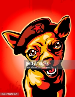 200474629-001-chihuahua-wearing-revolutionary-beret-gettyimages.jpg