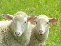two-sheep-156382.jpg