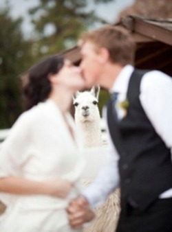 Hilarious-Honeymoon-Pics-Ever-4-222x300.png