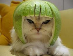 cat-helmet.jpg