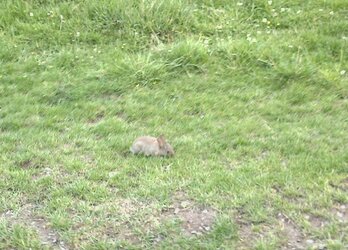rabbit.jpg rabbit.jpg
