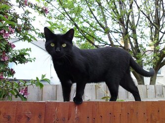 Horatio 29april09.JPG