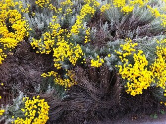 poo-flowers.jpg
