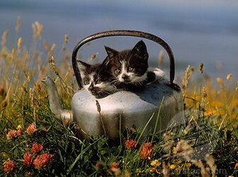 kittenskettle.jpg