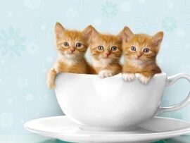 three_kittens_in_tea_cup.jpg