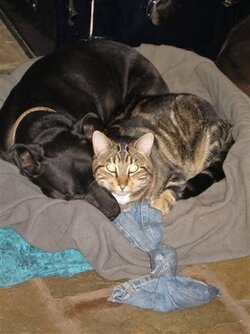Piglet & Malachie.JPG