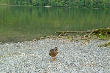 Made a new friend.JPG