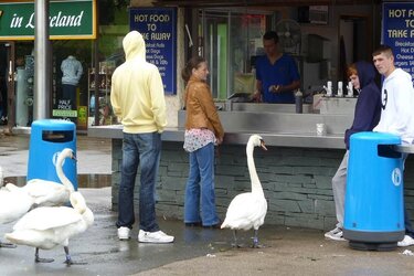 swan queuing for chips.JPG