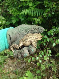 Toad 15june09.JPG