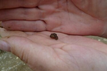 frog.JPG