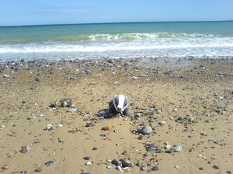 Badger swimming.JPG Badger swimming.JPG