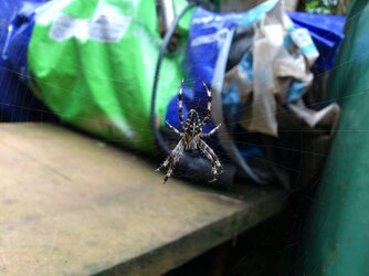 DSC_2108a.jpg