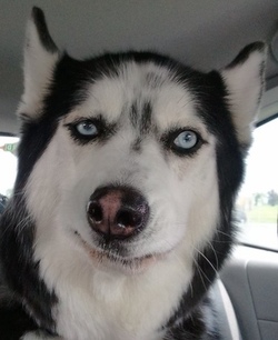 23226d1429728310t-mage-update-3-2-350x700px-ll-82bfff63_not-sure-dog.jpe
