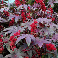 RICINUS%20COMMUNIS%20RED%20GIANT.JPG