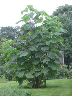 Paulownia_tomentosa_2_1024x1024.jpg