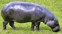 pygmy-hippo.jpg