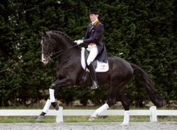 Horse_Rhodium-_2big.jpg