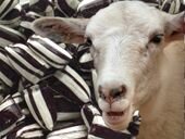 baa humbug.jpg baa humbug.jpg