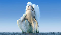national-geographic-slams-fake-shark-photo-of-the-year-fake-news.jpg