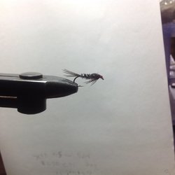 image.jpeg